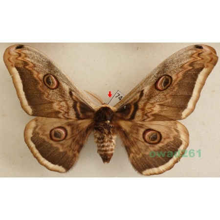 Saturnia pyri (Denis & Schiffermüller, 1775) male Pawica gruszówka Czech 104mm74b